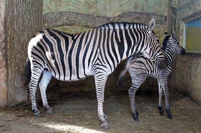 Детеныш зебры родился в нижегородском зоопарке «Лимпопо»
