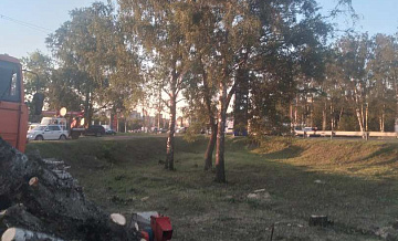 Следственный комитет возбудил дело по факту спила деревьев в Щербинках