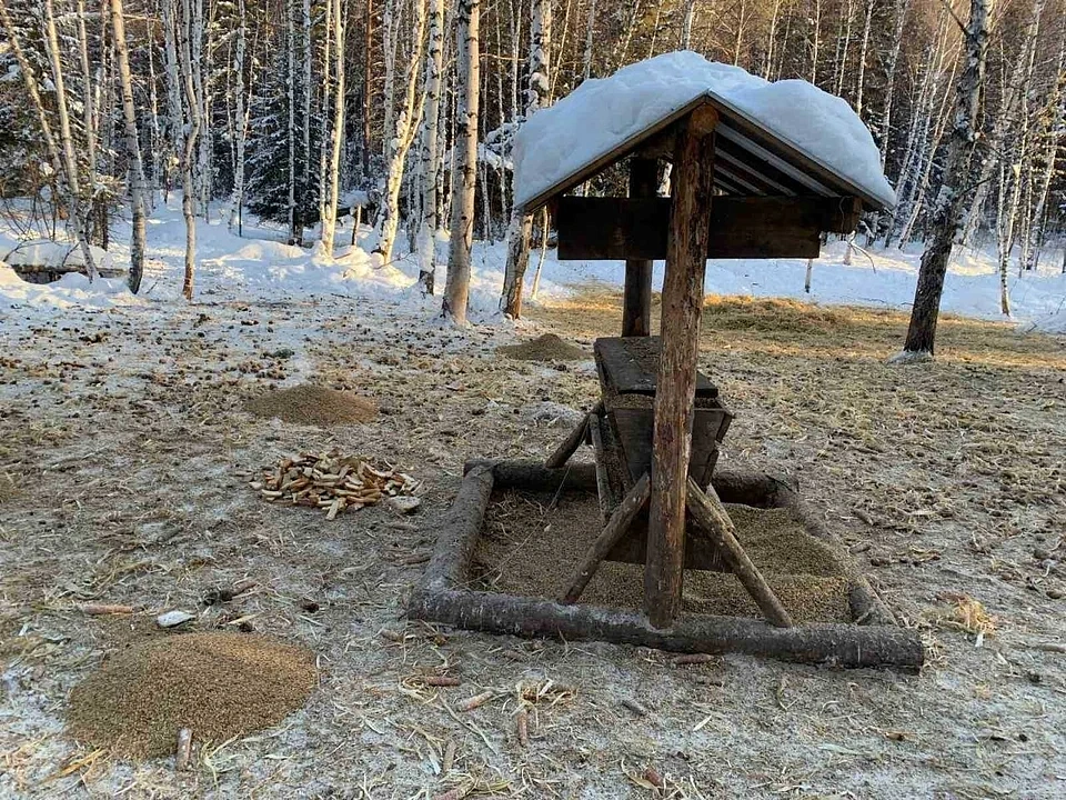 Кормушки для диких животных создают в нижегородских лесах зимой