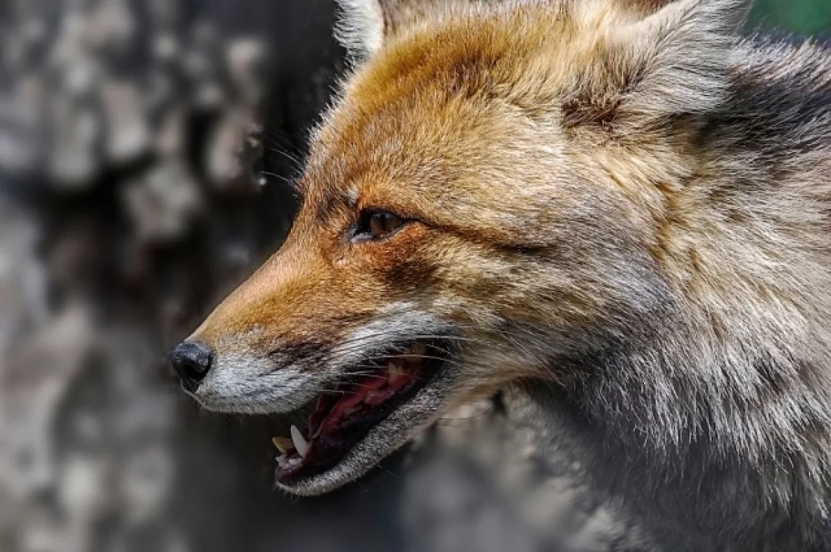 �������� �� ��������� ����� � ������������� ������ 25 �������