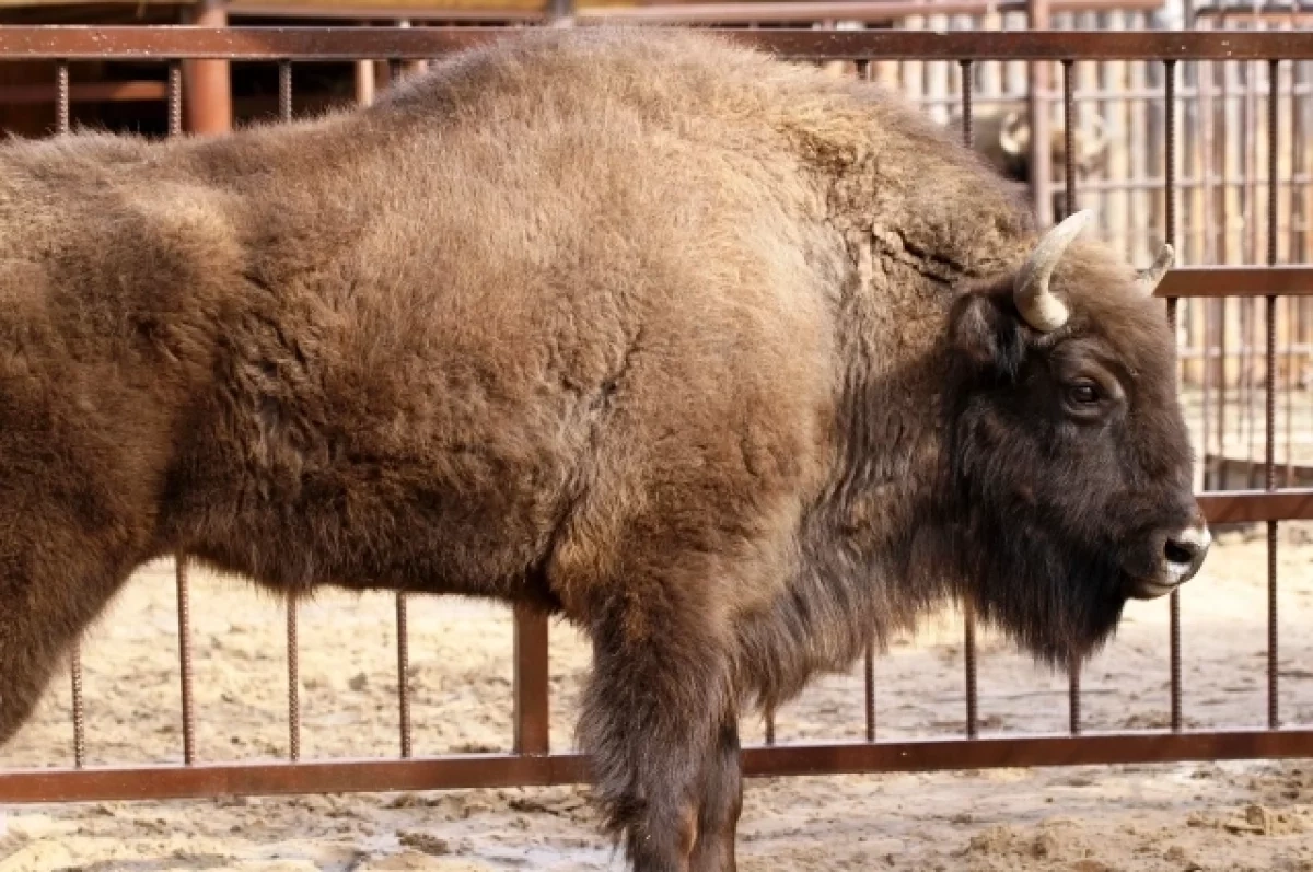 Самку зубра из Беларуси представили в нижегородском зоопарке