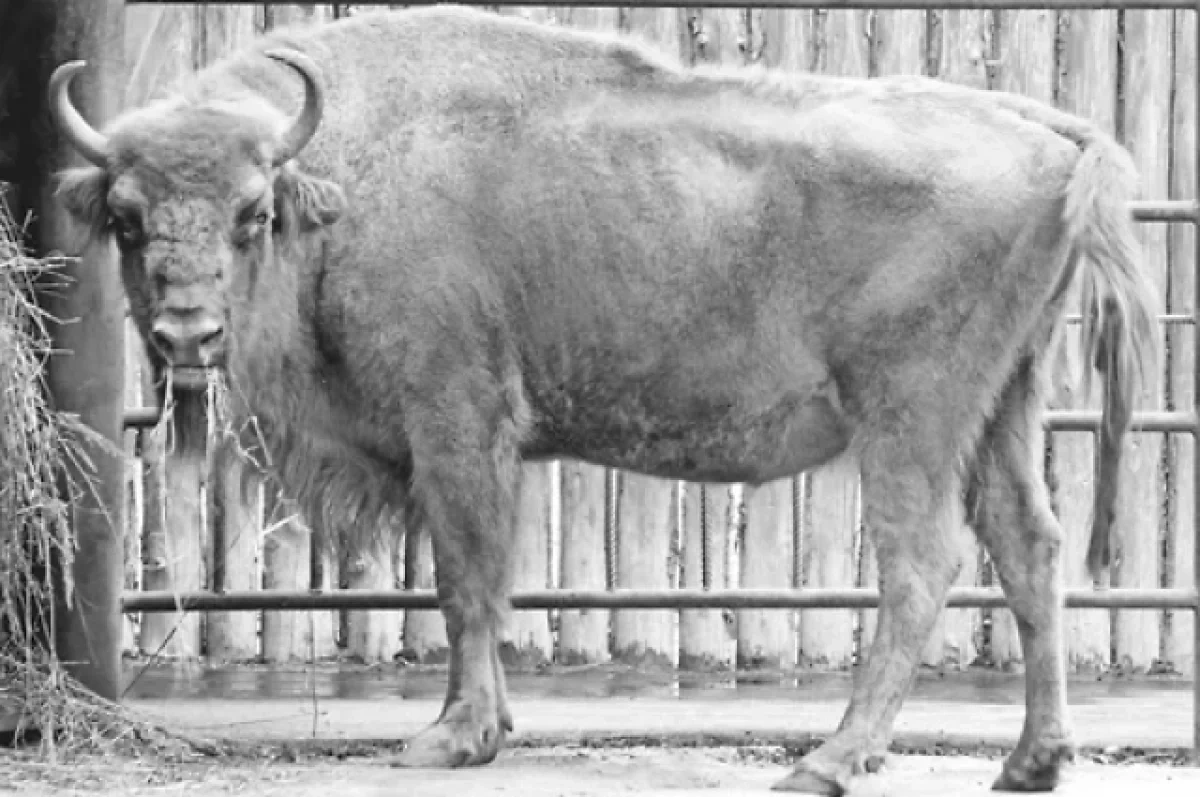 ������ ���� �� ��������� ������������ �������������� ��������