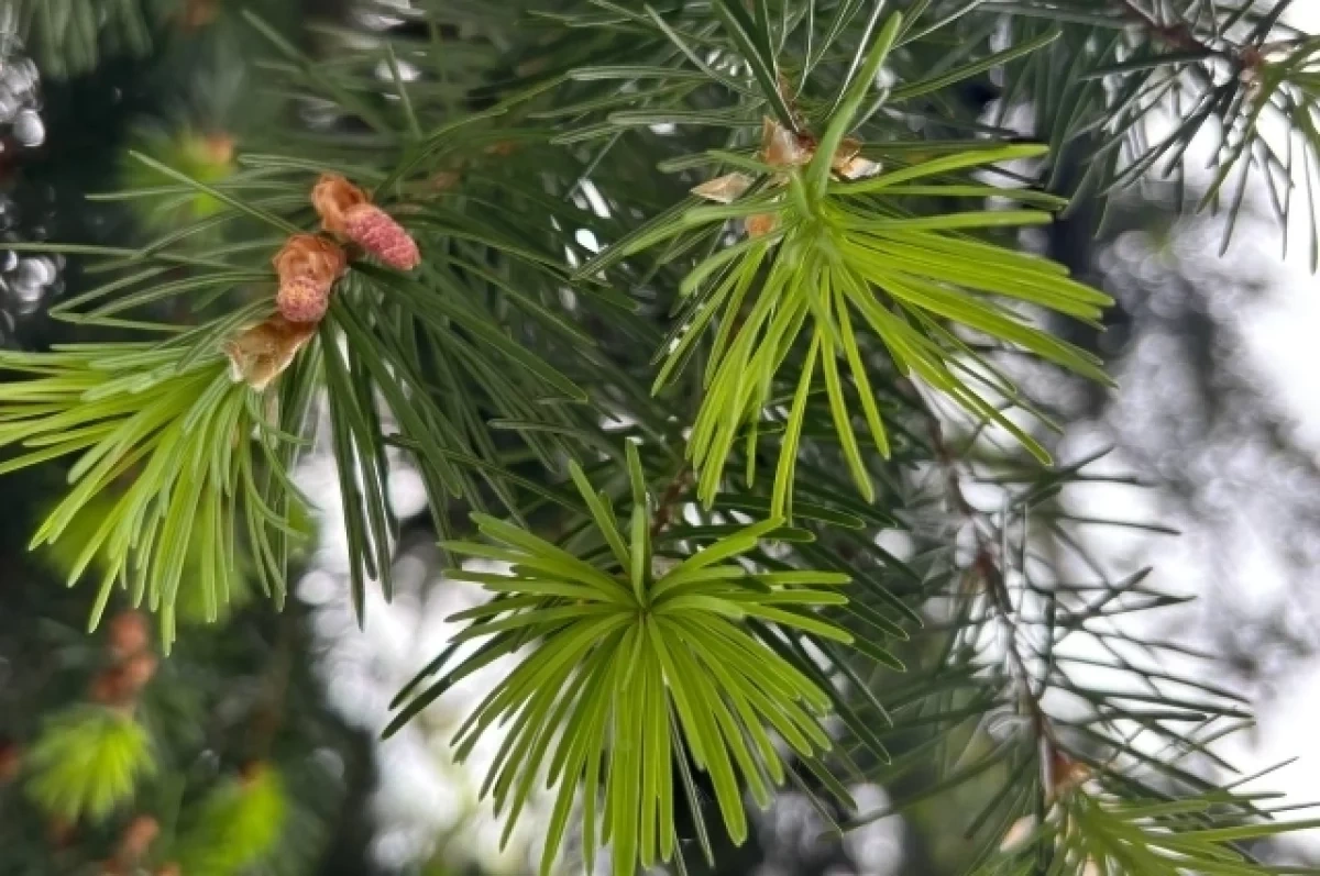 �������� �� �������� ����� 200 �� ������ ����������� � ���������� ������