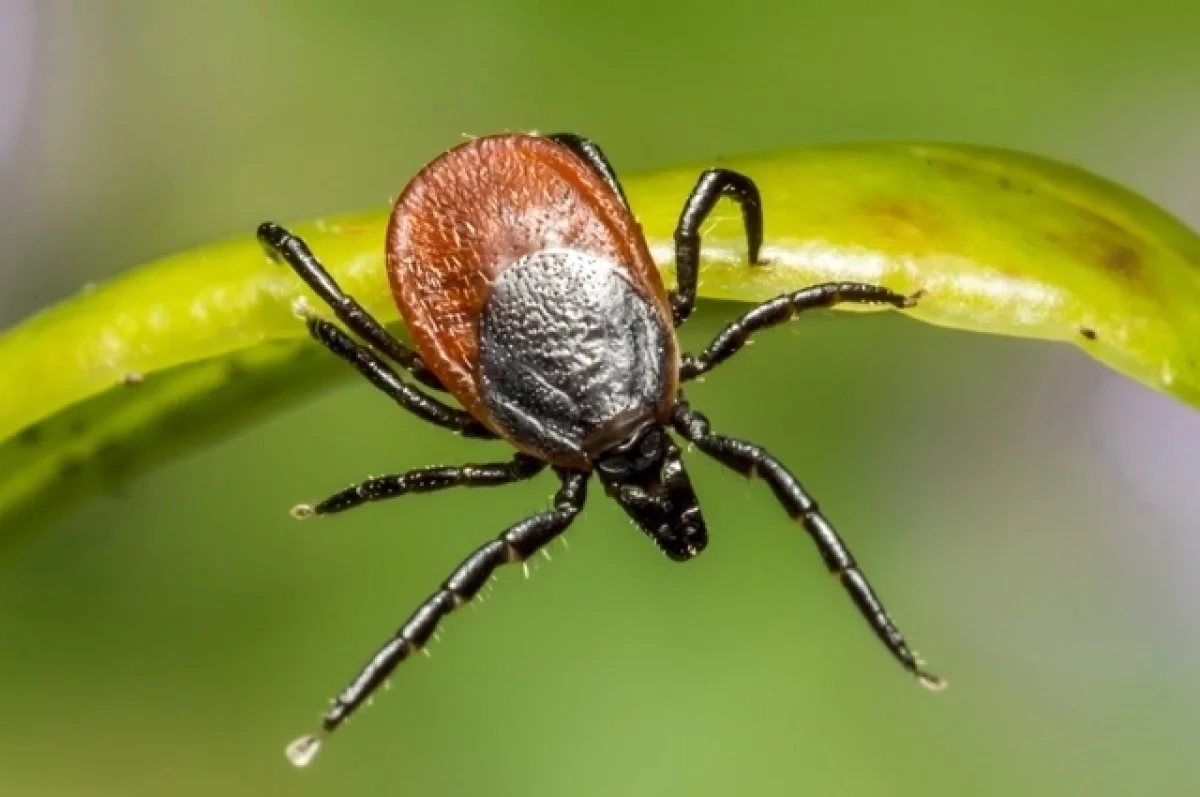 ����� � ������� ����������� ������ ������� � ������������� �������