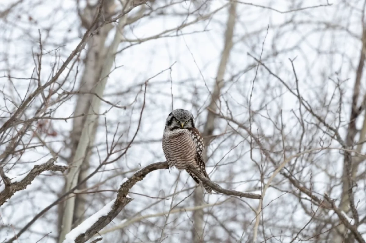 ���� �� ��������� ������ ������ � ������������� ������ 2 ������