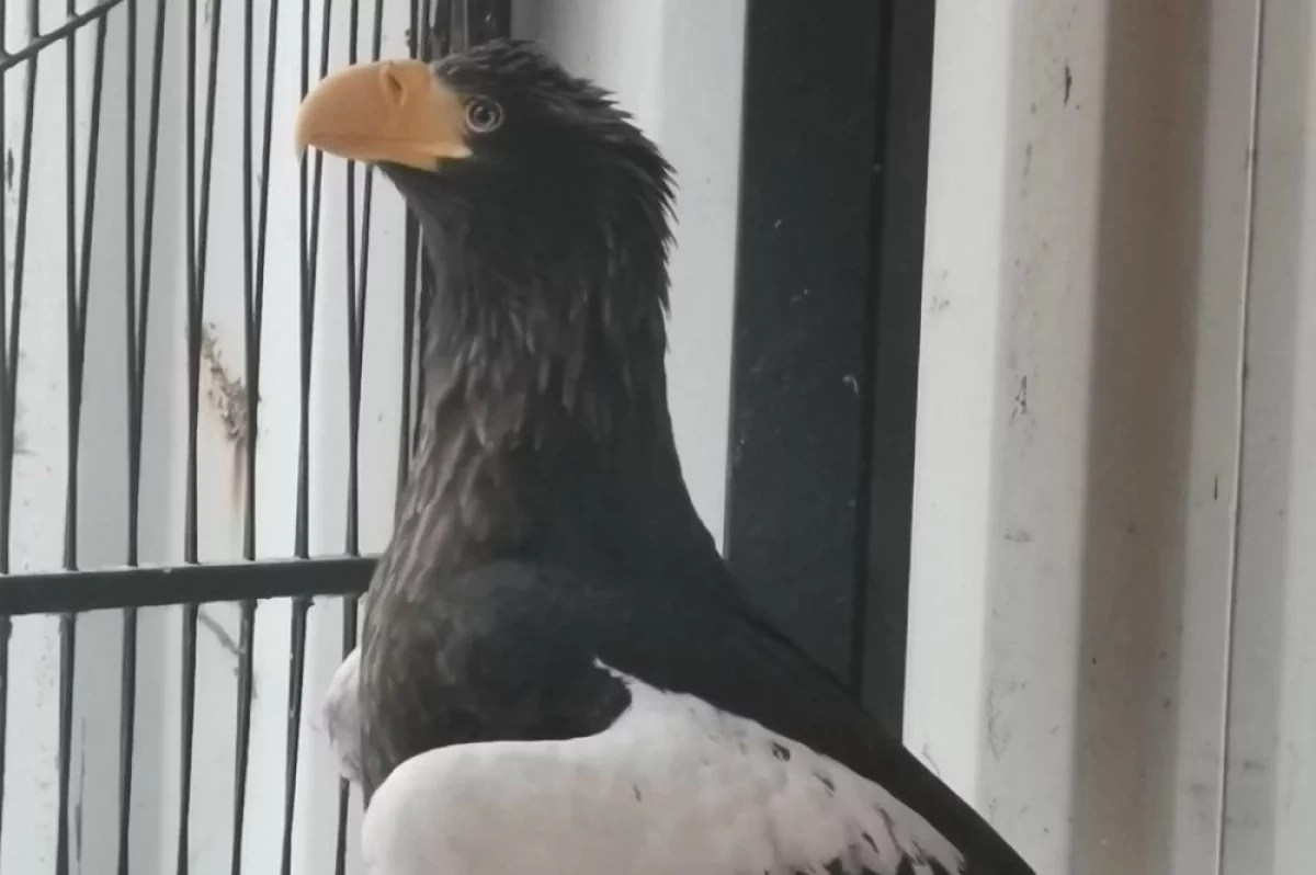 ���������� � ����� ������� �������������� ������ ������ � ������ ���������