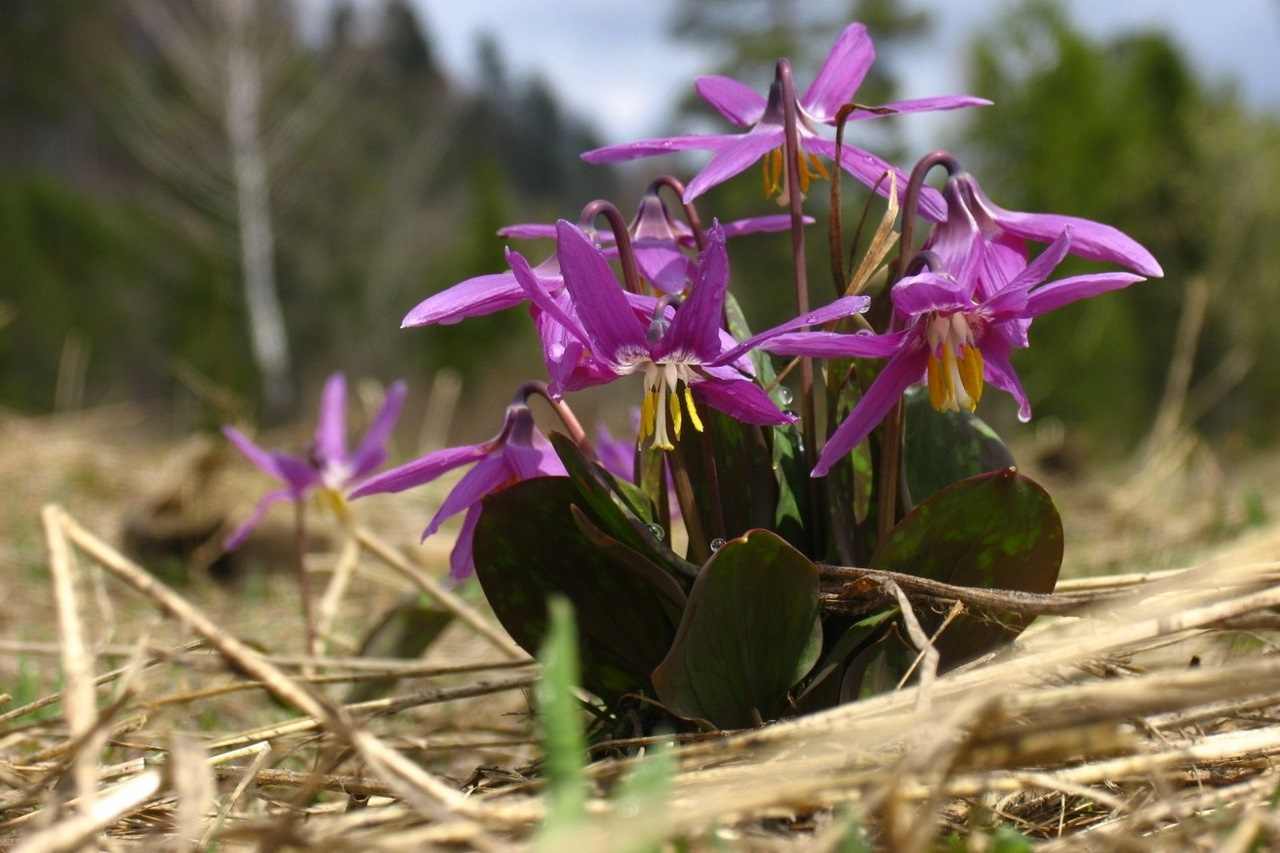 ���������� ������������ � ������������ ���� ����