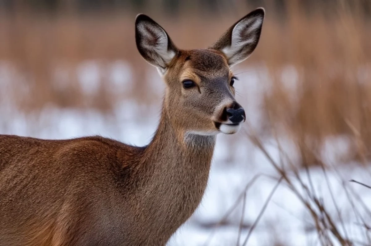 � ����� ������������� ������� ����� ������ ����� � ������