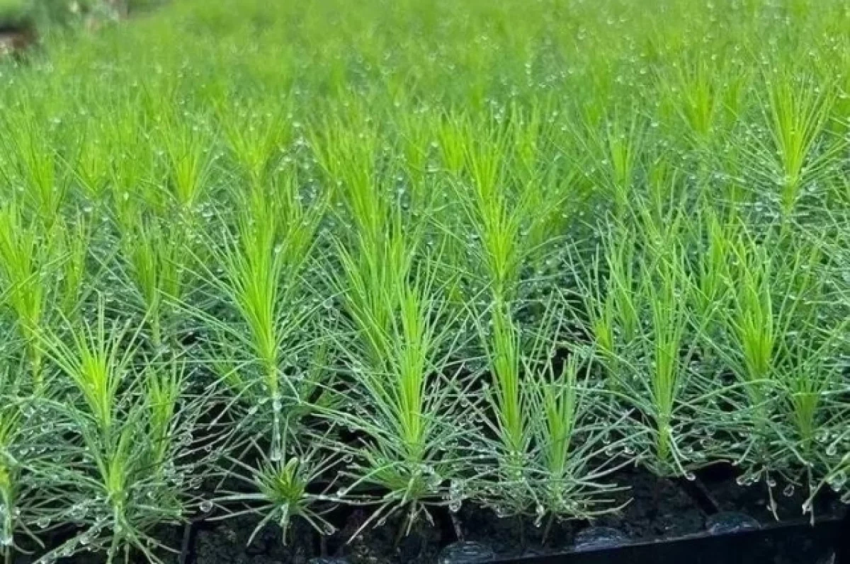 ��������� �������� ������ �������� ������������� ������������� �������