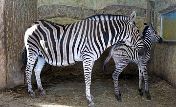 Детеныш зебры родился в нижегородском зоопарке «Лимпопо»