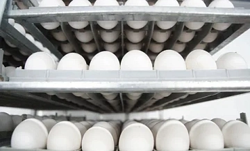 Антибиотики в куриных яйцах обнаружили нижегородские специалисты